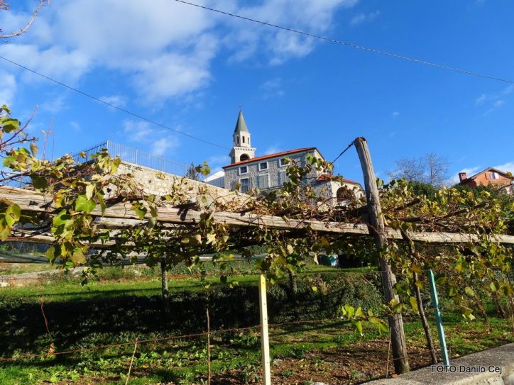 Pogozdovanje Krasa